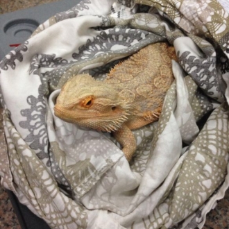 Pet checked