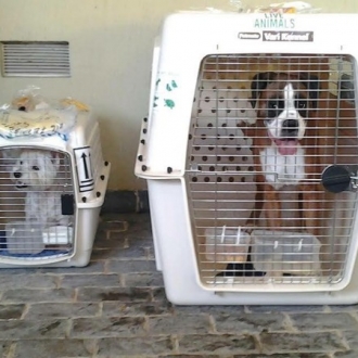 Pet checked