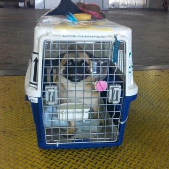 Pet checked