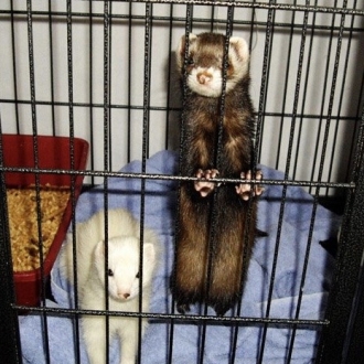 Pet checked