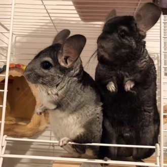 Pet checked