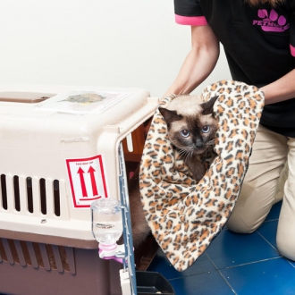 How long does it take for the whole pet to go into the mouth?