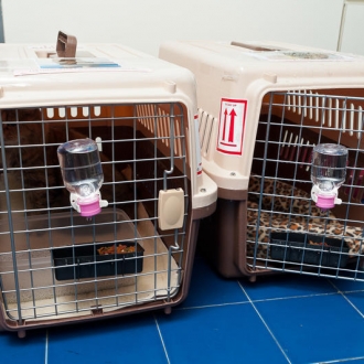 What documents do pets need to enter (out) mouth?