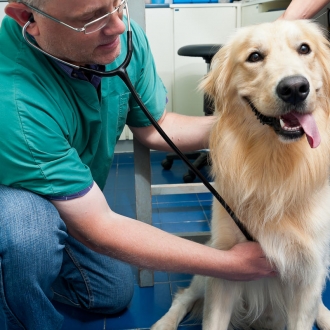 Is my pet working with me?