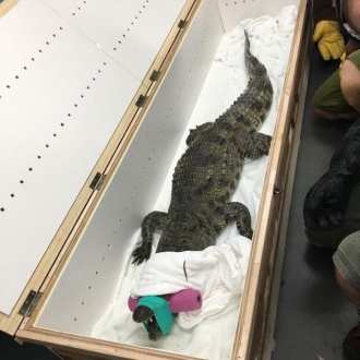 宠物托运